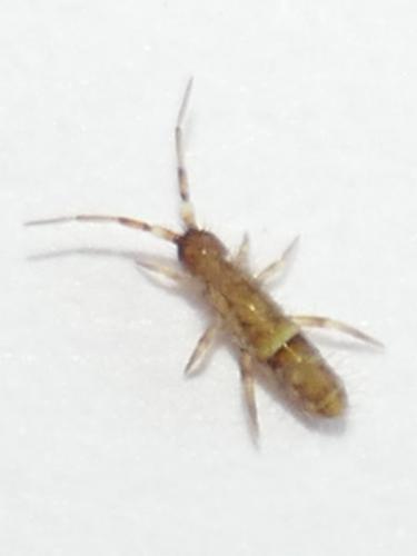 Réf. 271 049 : Orchesella cincta