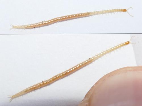 Réf. 271 079 : Schendyla sp.