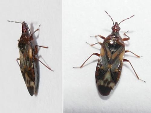 Anthocoris sp.