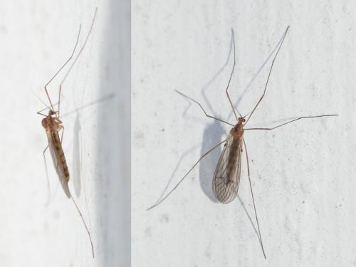Réf. 271 539 : Trichocera annulata