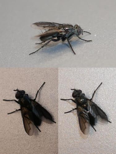 Réf. 271 618 : Paykullia maculata