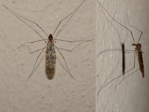 Réf. 271 415 : Limonia nubeculosa