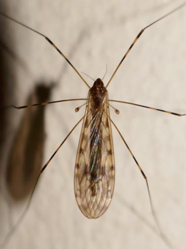 Réf. 271 416 : Limonia nubeculosa