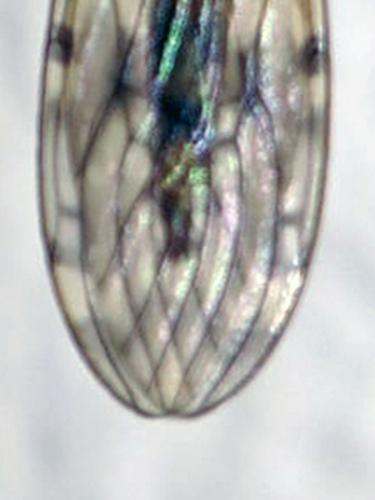 Limonia nubeculosa