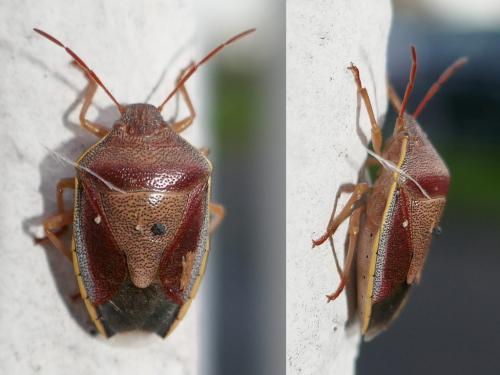 Piezodorus lituratus