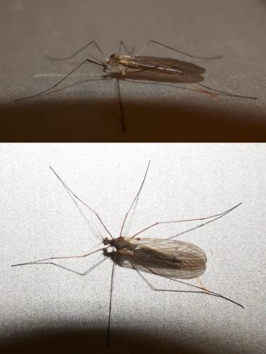 Trichocera sp.