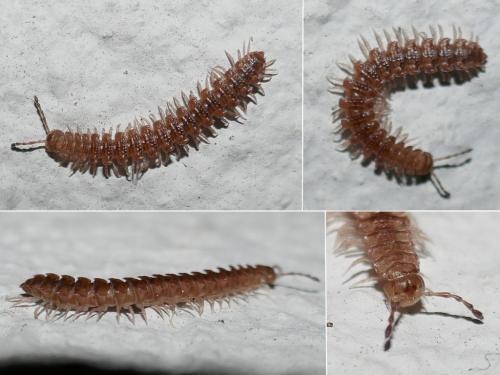 Réf. 271 195 : Polydesmus sp.