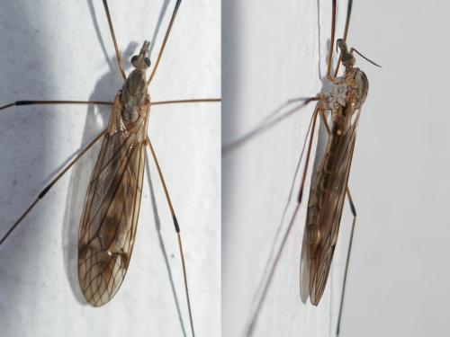 Réf. 271 413 : Tipula sp.