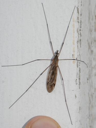 Tipula sp.