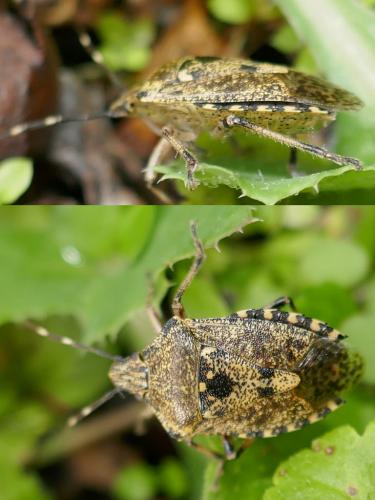 Rhaphigaster nebulosa