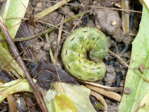 Noctua pronuba