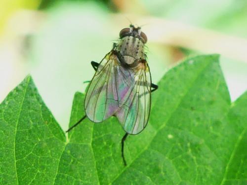 Botanophila sp.