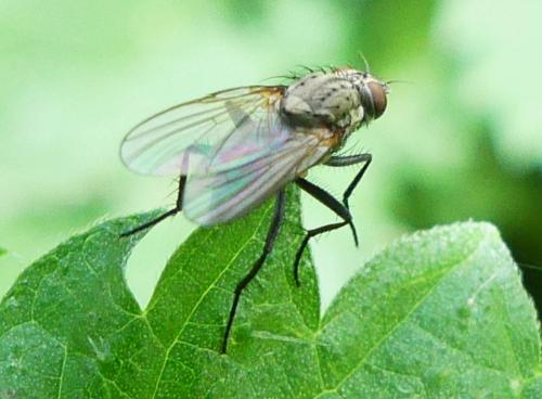 Réf. 271 326 : Botanophila sp.