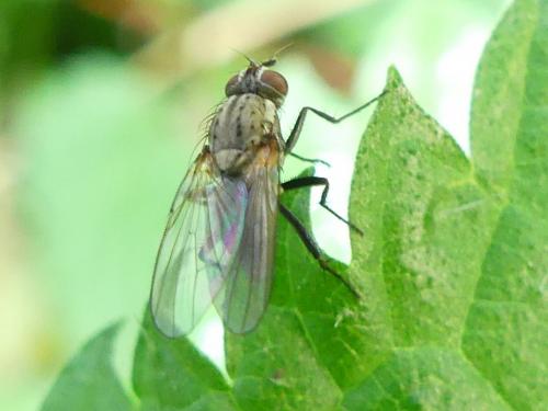 Botanophila sp.