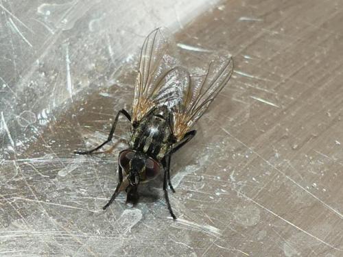 Réf. 271 516 : Musca domestica