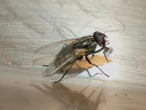 Réf. 271 517 : Musca domestica