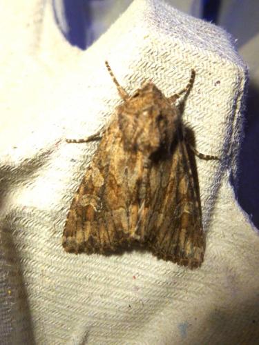 Réf. 271 934 : Apamea anceps