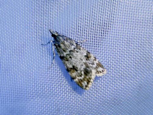 Réf. 271 942 : Scoparia sp.