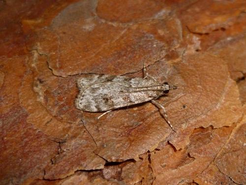 Réf. 271 943 : Scoparia sp.