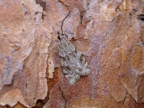 Réf. 271 944 : Scoparia sp.