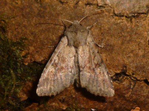 Réf. 271 937 : Apamea sordens