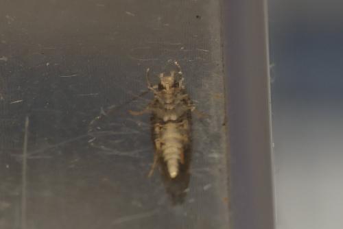 Mompha sp.