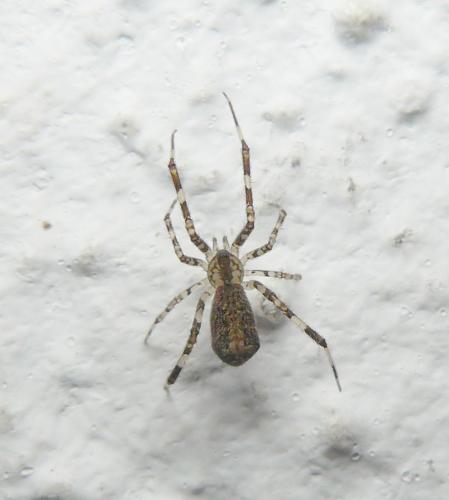 Réf. 271 012 : Episinus maculipes