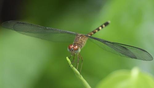 Uracis fastigiata