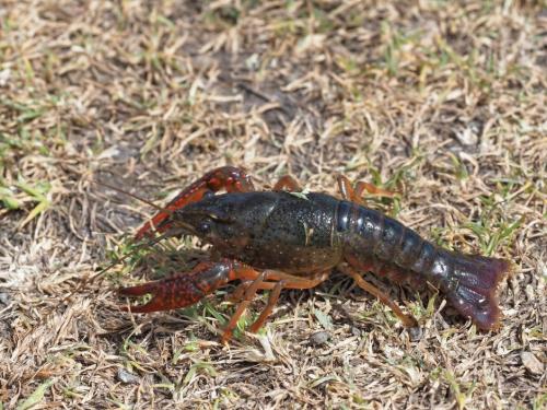 Réf. 271 341 : Procambarus clarkii