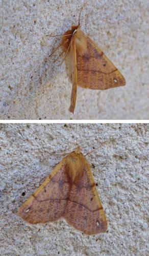 Colotois pennaria