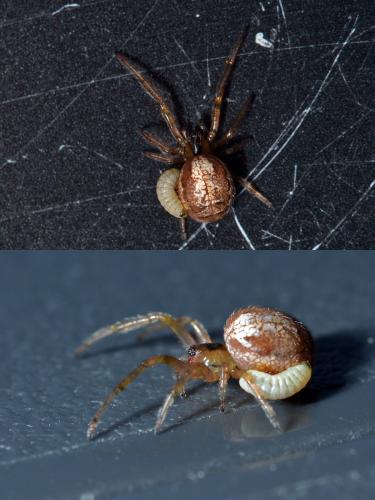 Zygiella sp.