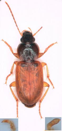 Parophonus mendax