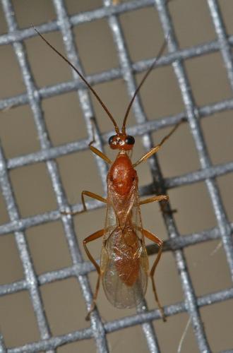 Réf. 271 777 : Aleiodes sp.