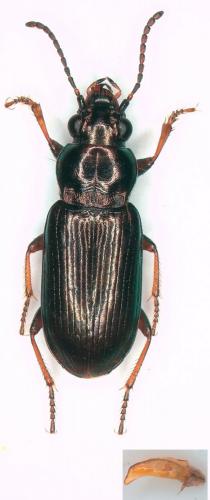 Pogonus littoralis
