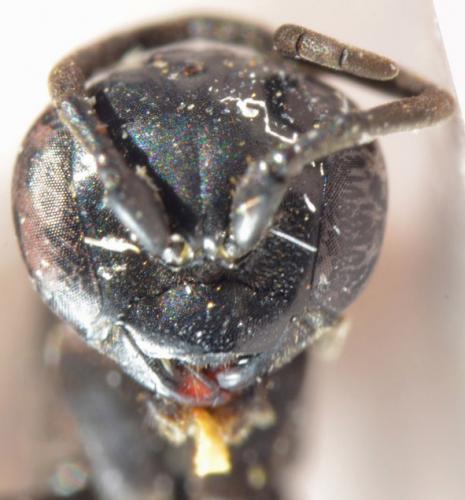 Entomobora crassitarsis