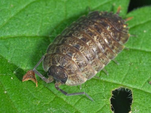 Porcellio monticola