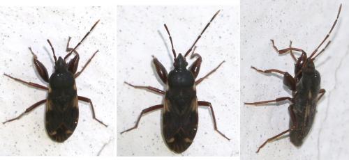 Réf. 271 070 : Eremocoris podagricus