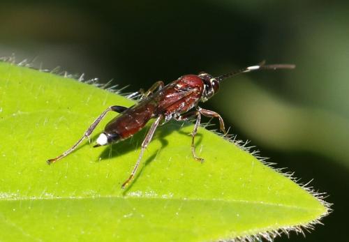Crytea erythraea