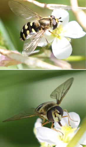 Eupeodes corollae