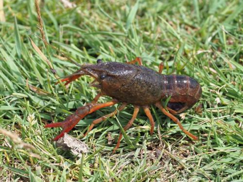 Réf. 271 476 : Procambarus clarkii