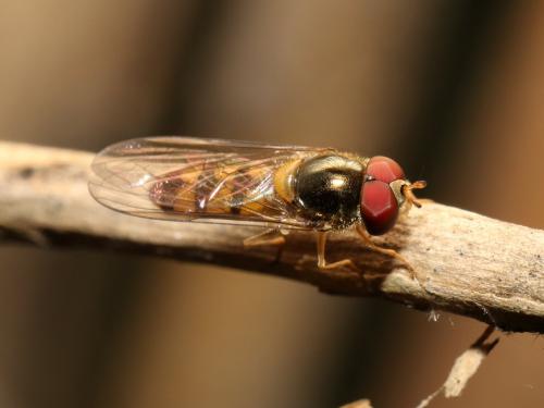 Réf. 271 785 : Meliscaeva auricollis