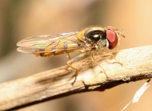 Meliscaeva auricollis