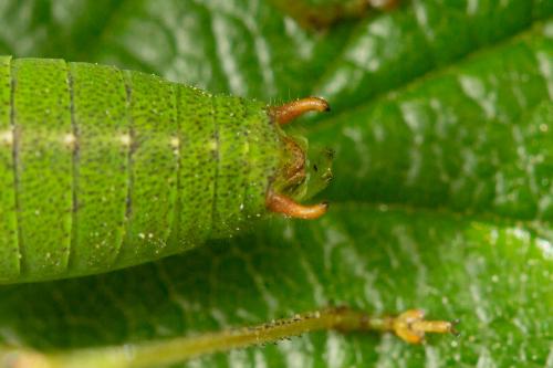 Réf. 271 558 : Leptophyes punctatissima