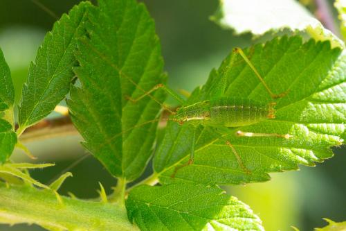 Leptophyes punctatissima