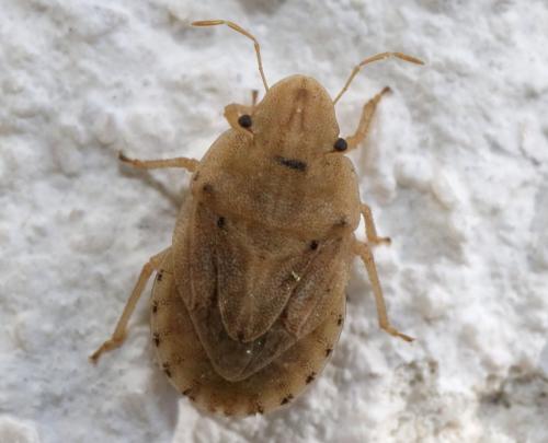 Sciocoris sulcatus