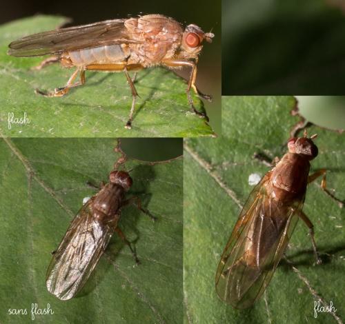 Dryomyza flaveola