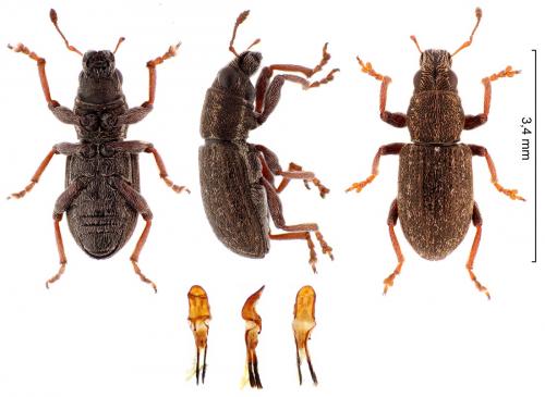 Sitona sulcifrons