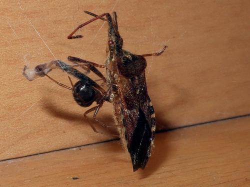 Steatoda grossa