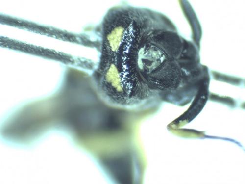 Réf. 271 122 : Stenodynerus chevrieranus