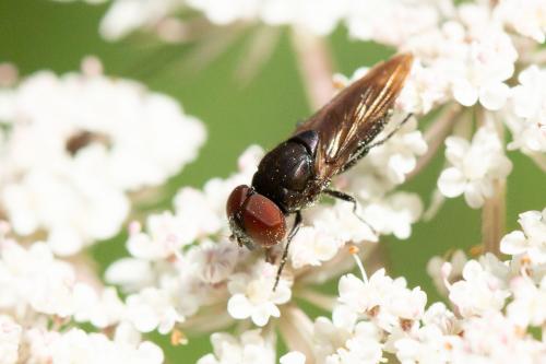 Réf. 271 556 : Chrysogaster solstitialis